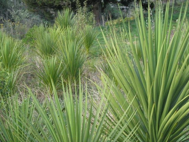 Cabbage trees from stage 1. Cambridge Tree Trust.